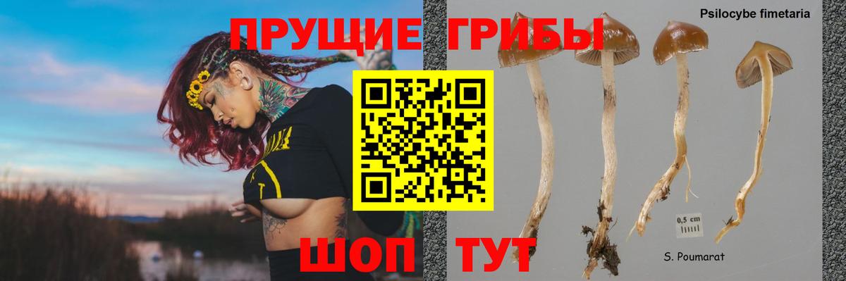 Псилоцибиновые грибы Psilocybine cubensis Полевской